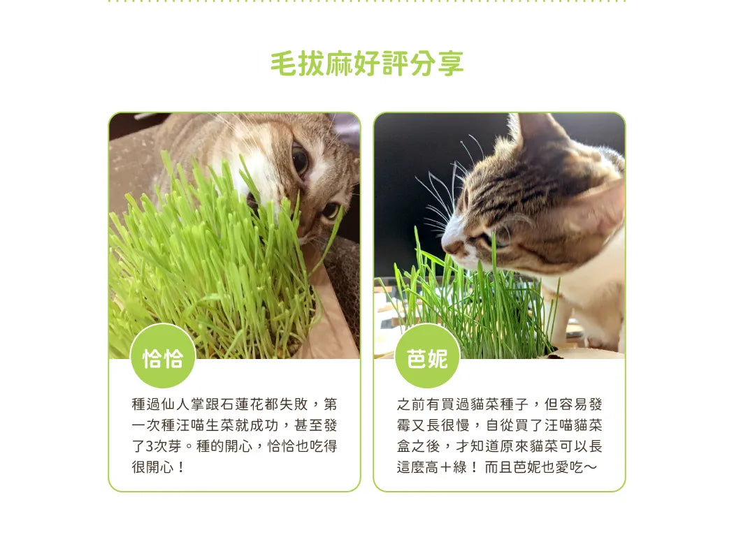 貓草新鮮栽培盒-貓咪生菜