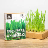 Cat Grass Fresh Cultivation Box-Cat Lettuce