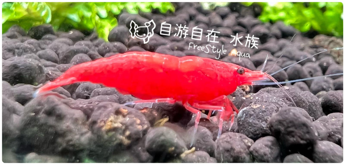 Extreme Fire Shrimp