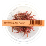 ADA 火烈鳥椒草 Cryptocoryne pink panther IC185