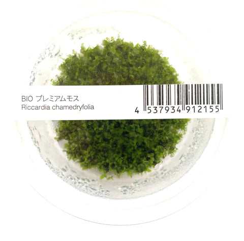 ADA Coral Moss Riccardia chamedryfolia IC821