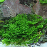 ADA Coral Moss Riccardia chamedryfolia IC821