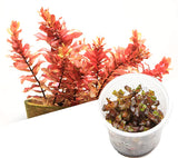 ADA Red Butterfly Rotala macrandra IC010