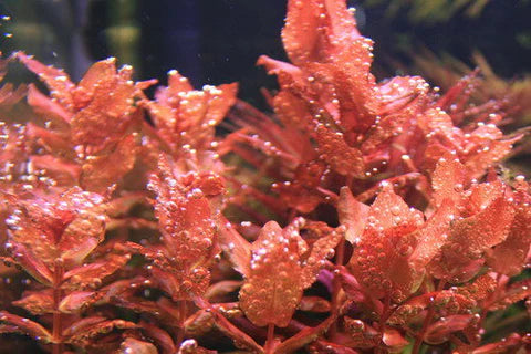 ADA Red Butterfly Rotala macrandra IC010