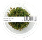 ADA 紫宫廷 Rotala rotundifolia 'Hra' IC043