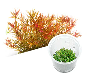 ADA 紫宫廷 Rotala rotundifolia 'Hra' IC043