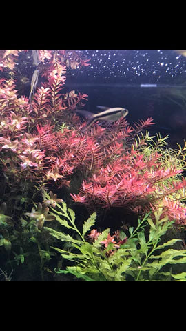 ADA Purple Court Rotala rotundifolia 'Hra' IC043