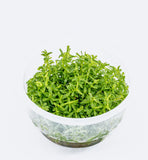 ADA Green Court Rotala rotundifolia green IC011