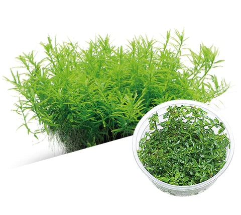 ADA 綠宮廷 Rotala rotundifolia green IC011