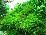 ADA Christmas Moss Vesicularia montagnei IC809