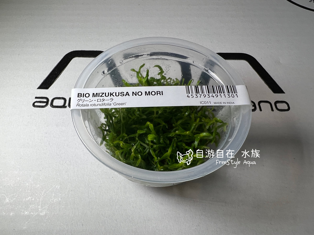 ADA 綠宮廷 Rotala rotundifolia green IC011