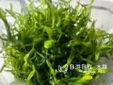 ADA Green Court Rotala rotundifolia green IC011