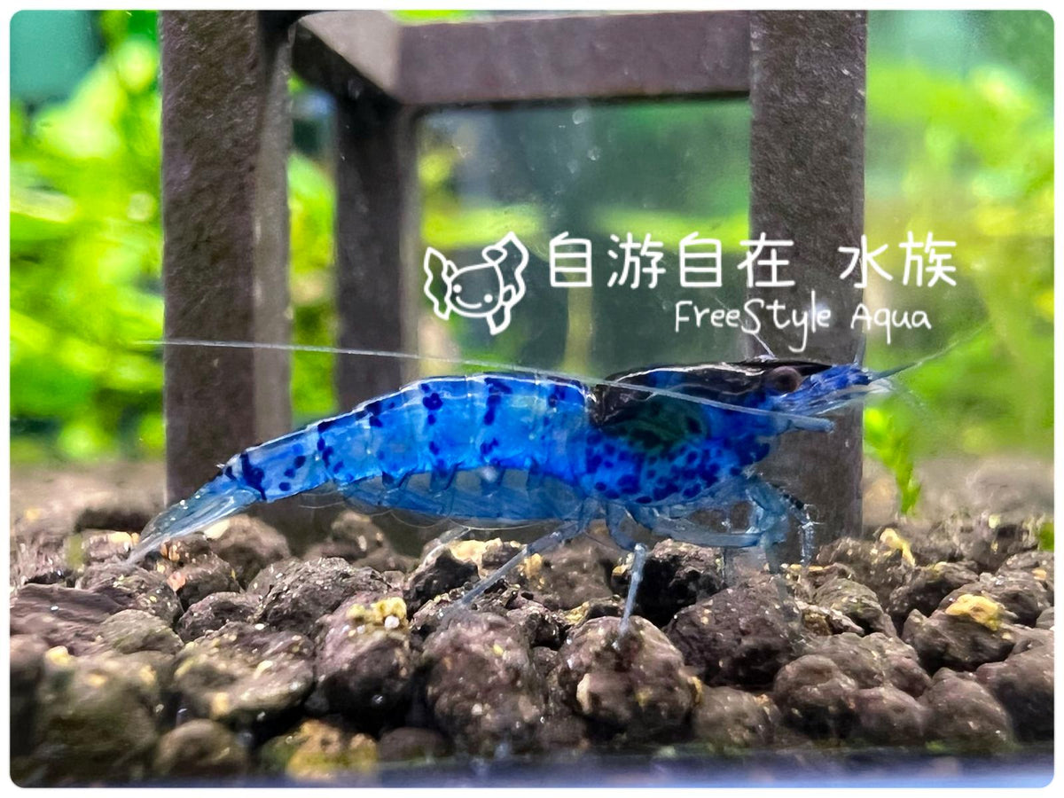 藍寶石蝦