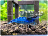 藍寶石蝦